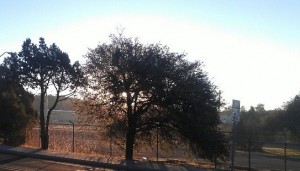 No, seriously, look beyond that tree. High desert, no fog.  It's even hard for Spencer to breathe.